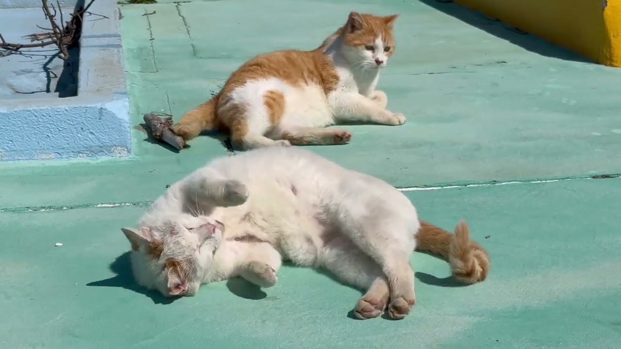 ごろんしてる猫のなんとかわゆいこと　　#straycat #Japan #Kitten #friendlycat #cattok 