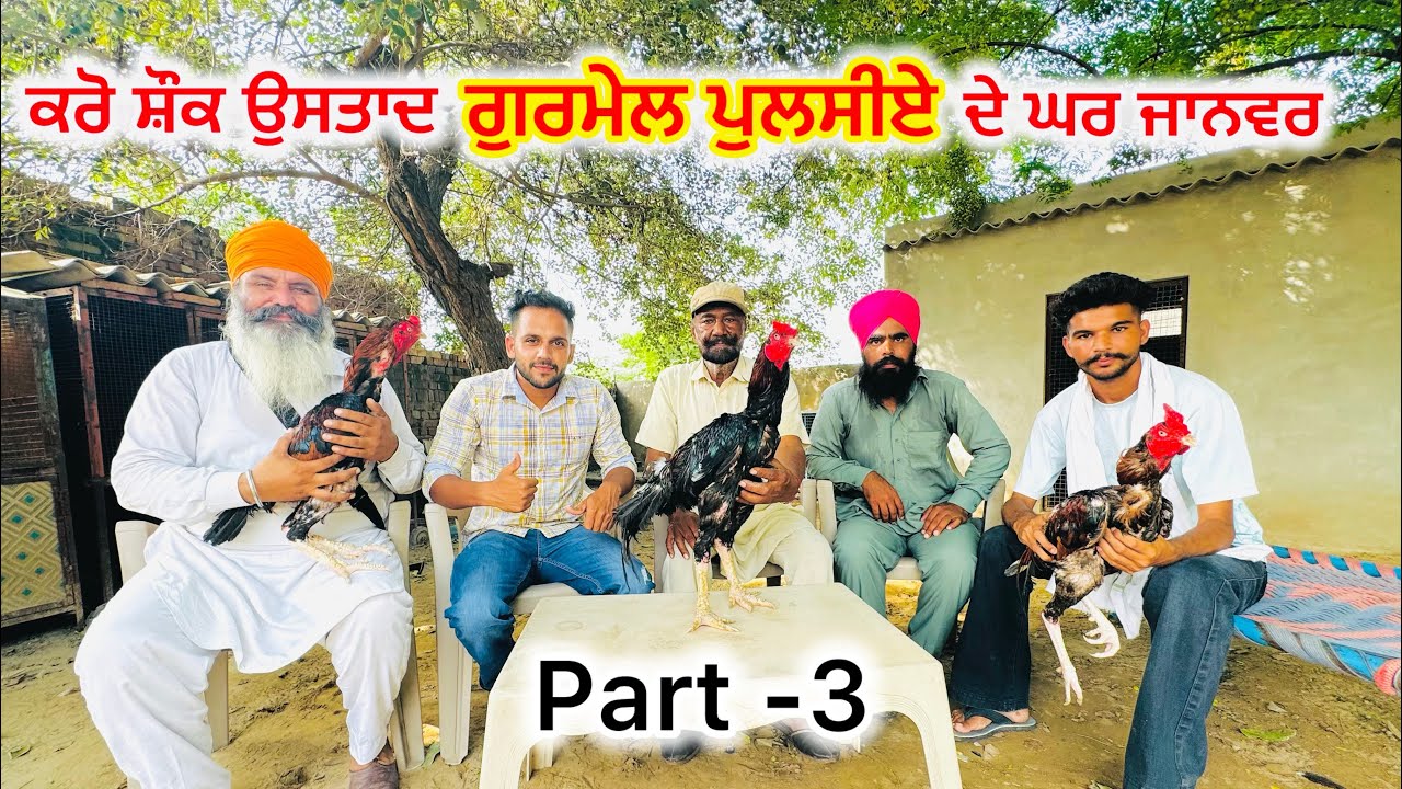 Home breed Ustaad gurmail faridkotia interview part 3(ਮੁਰਗਬਾਜ਼ ਉਸਤਾਦ ਗੁਰਮੇਲ ਫਰੀਦਕੋਟੀਆ) ਘਰ ਦੀਆਂ ਨਸਲਾਂ