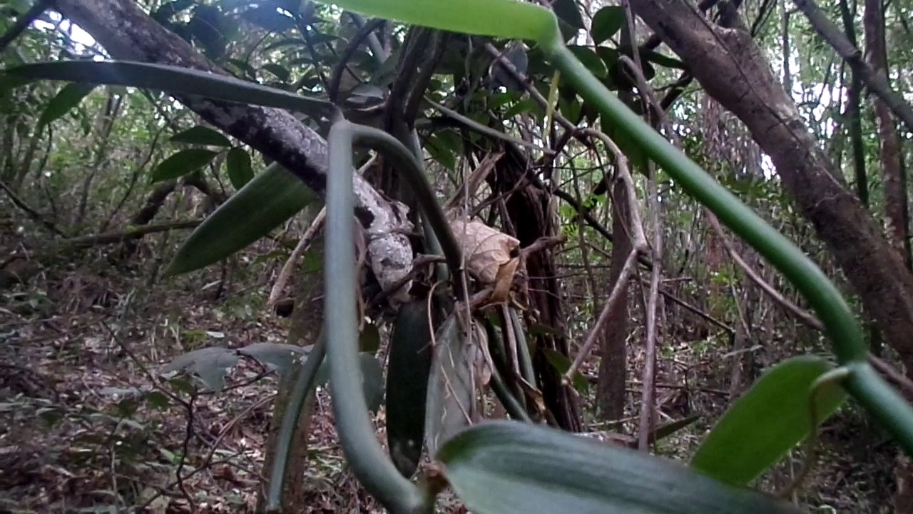 Orquídea rara em meio nativo  ( BAUNILHA) ,e, ou Vanila