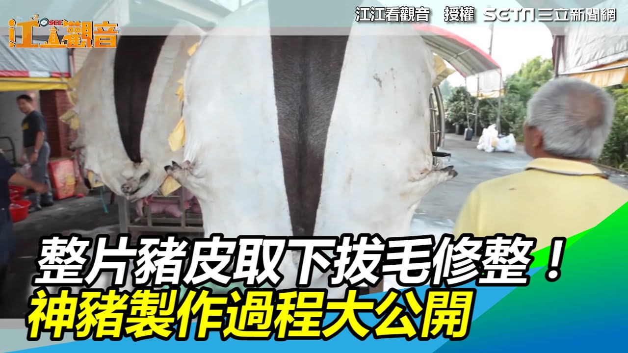 整片豬皮取下拔毛修整！　神豬製作過程大公開｜三立新聞網 SETN.com