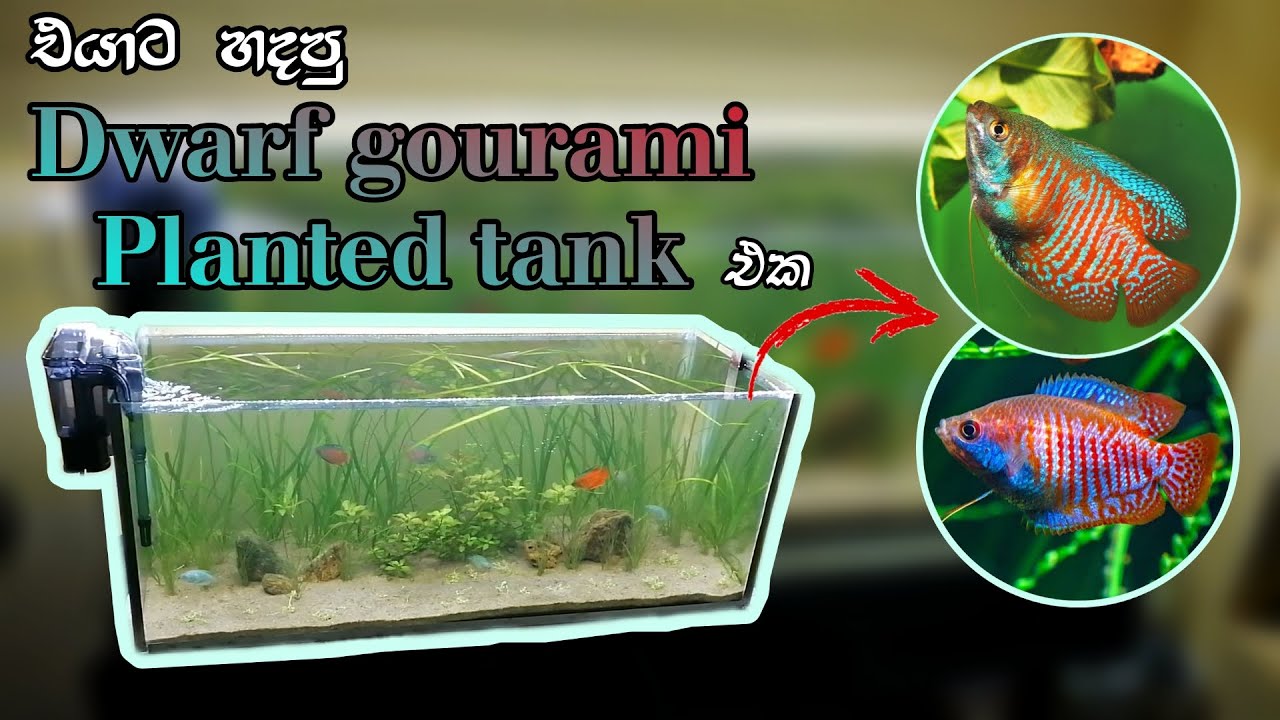 Budget-Friendly Low-Tech Planted Aquarium for Dwarf Gourami