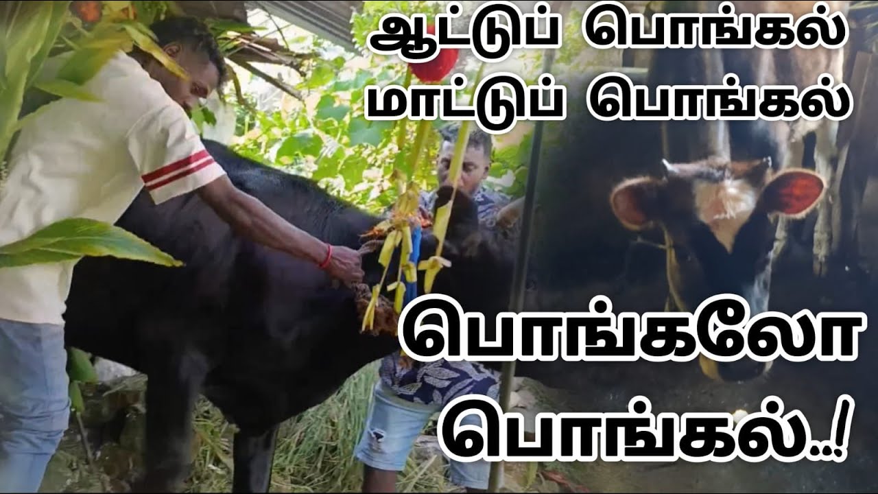 எங்க ஊரு மாட்டு பொங்கல் பாப்போமா..?  #UpcountryLifestyle   #UpcountryLifestyle  #SriLankaVlog