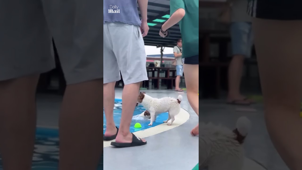 Jack Russell terrier pushes his dog friend into pool