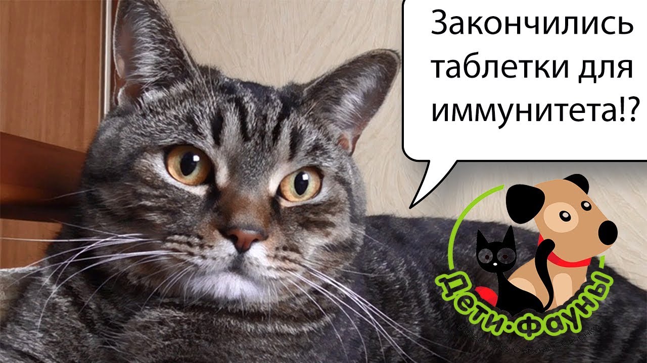 Как укрепить иммунитет у собаки / кошки? Что негативно действует на иммунитет