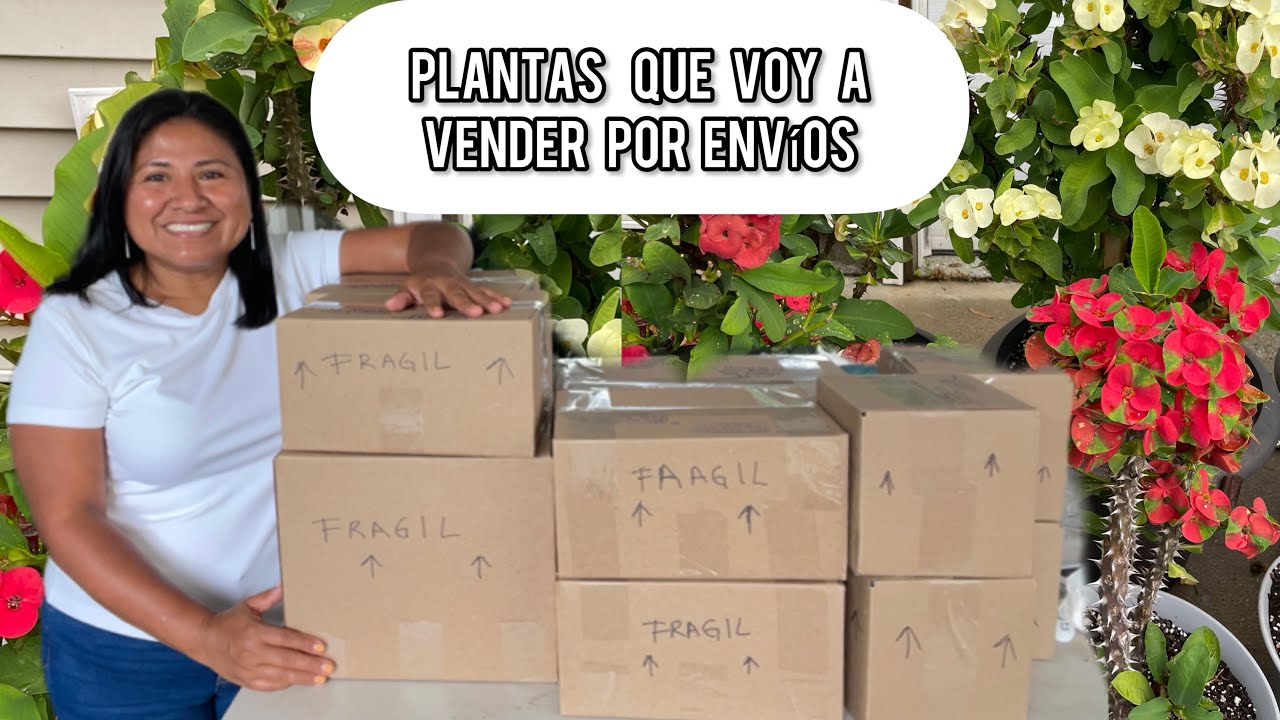 PLANTAS QUE VOY A VENDER Haciendo envíos  Coronas de espinas y más