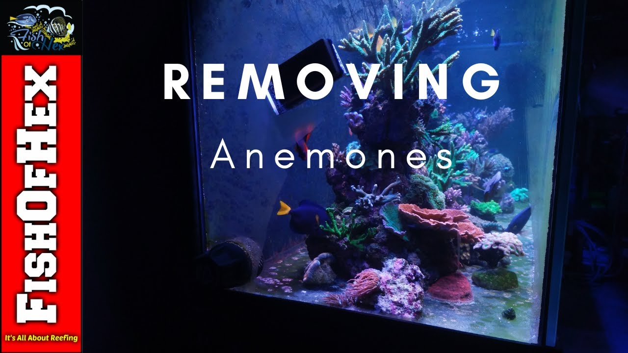 Removing Anemones Off The Bottom Glass | 300 Gallon Reef