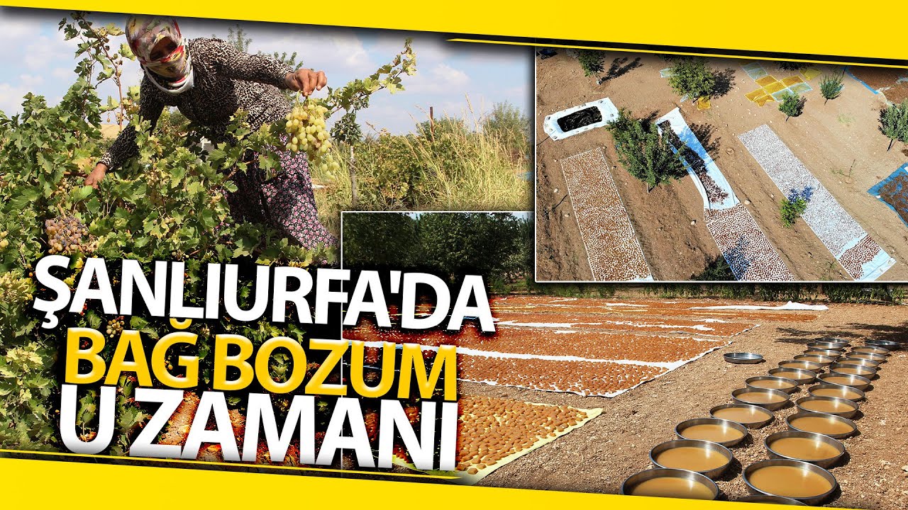 Şanlıurfalı Kadınların Pekmez, Bastık, Cevizli Sucuk ve Kesme Telaşı