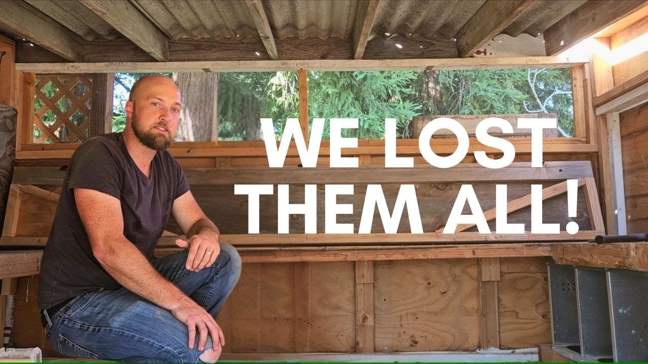 We Lost All Our Chickens Last Year… Never Again.