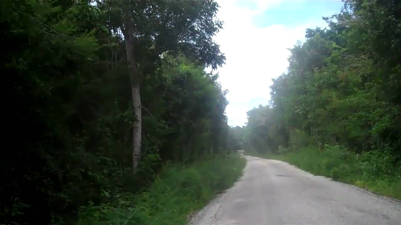 Jaguar On Calakmul  Road to the Ruins