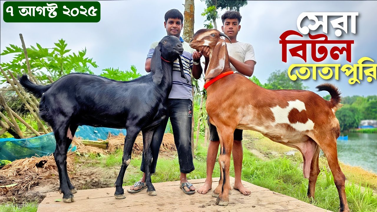 হান্নান ভাই এর সেরা কালেকশন বিটল ছাগল ও তোতাপুরি ছাগলের