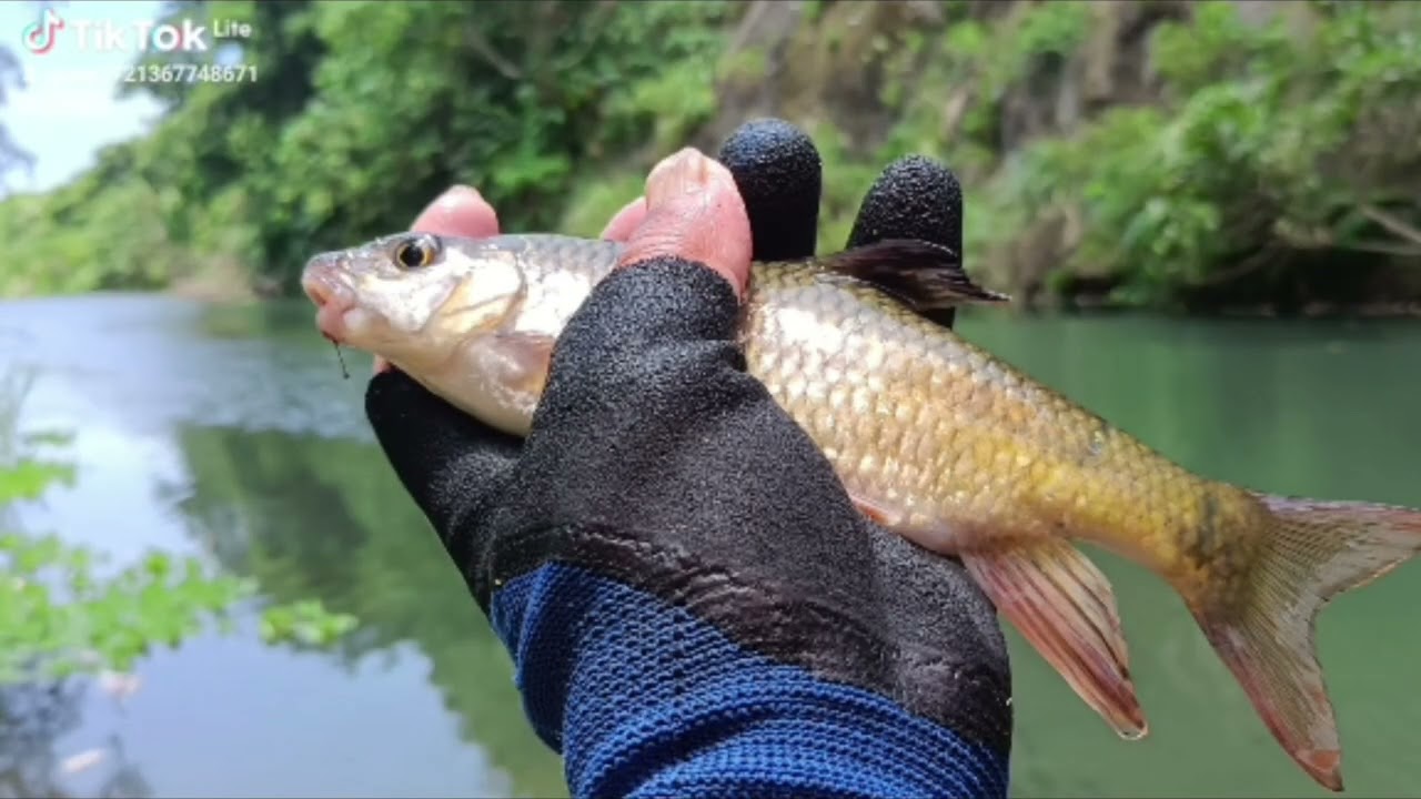 老梅溪_中游段，鯽魚，石賓大咬