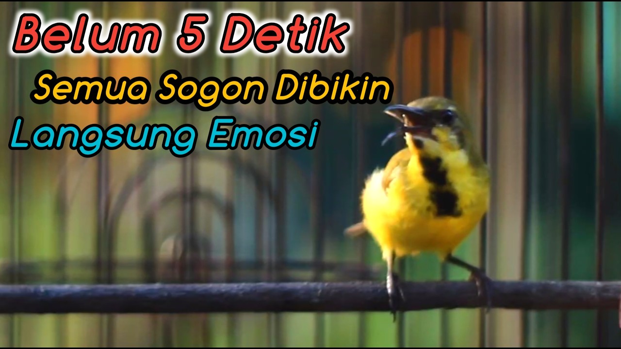 SOGON NGRIWIK NEMBAK PENGGACOR AMPUH UNTUK SEMUA SOGON‼️PANCINGAN PENGGACOR SOGON TROTOLAN JITU