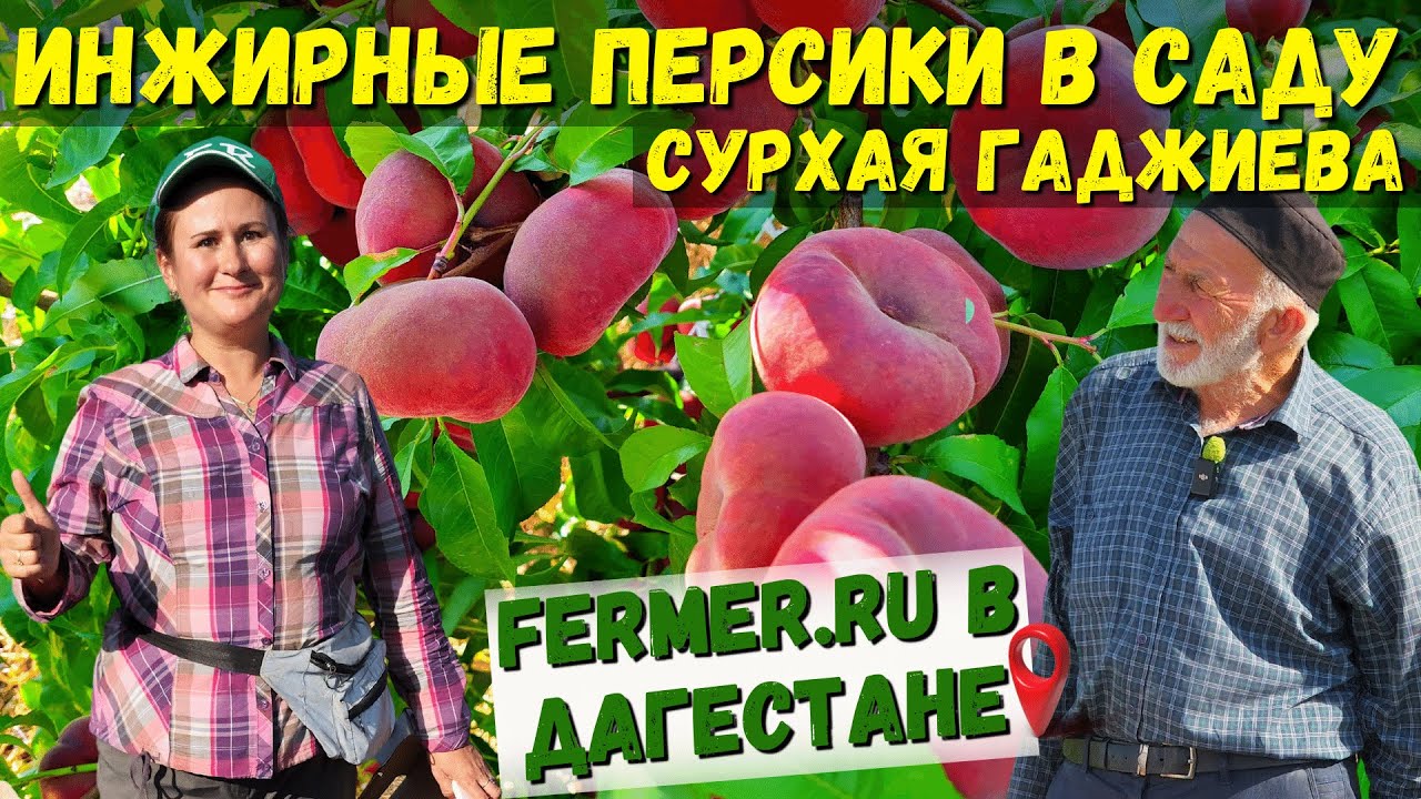 Персики|20 тонн с гектара|Первый получает всё, или ничего|В гостях у старейшего садовода села Чиркей