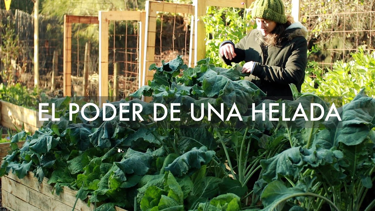 El Poder de una Helada | -4 grados en la #CasaHuerto