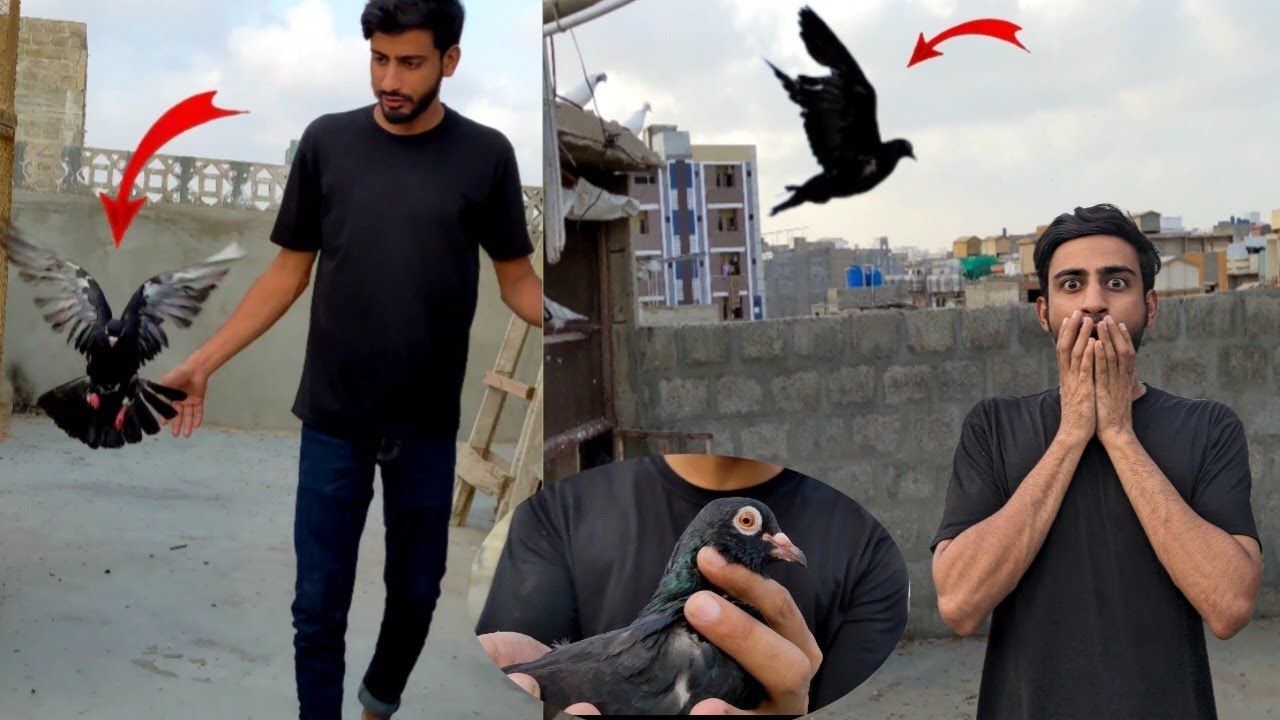 Road se pakde Hue pigeon ke per khol diye 😱 release pigeon