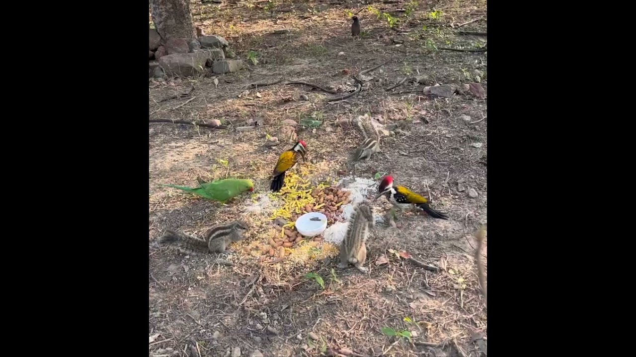 Full video Birds enjoy all the 🦅 🦜🐦🐿️#shorts #shortsfeed #youtubeshorts #animals #birds #for 