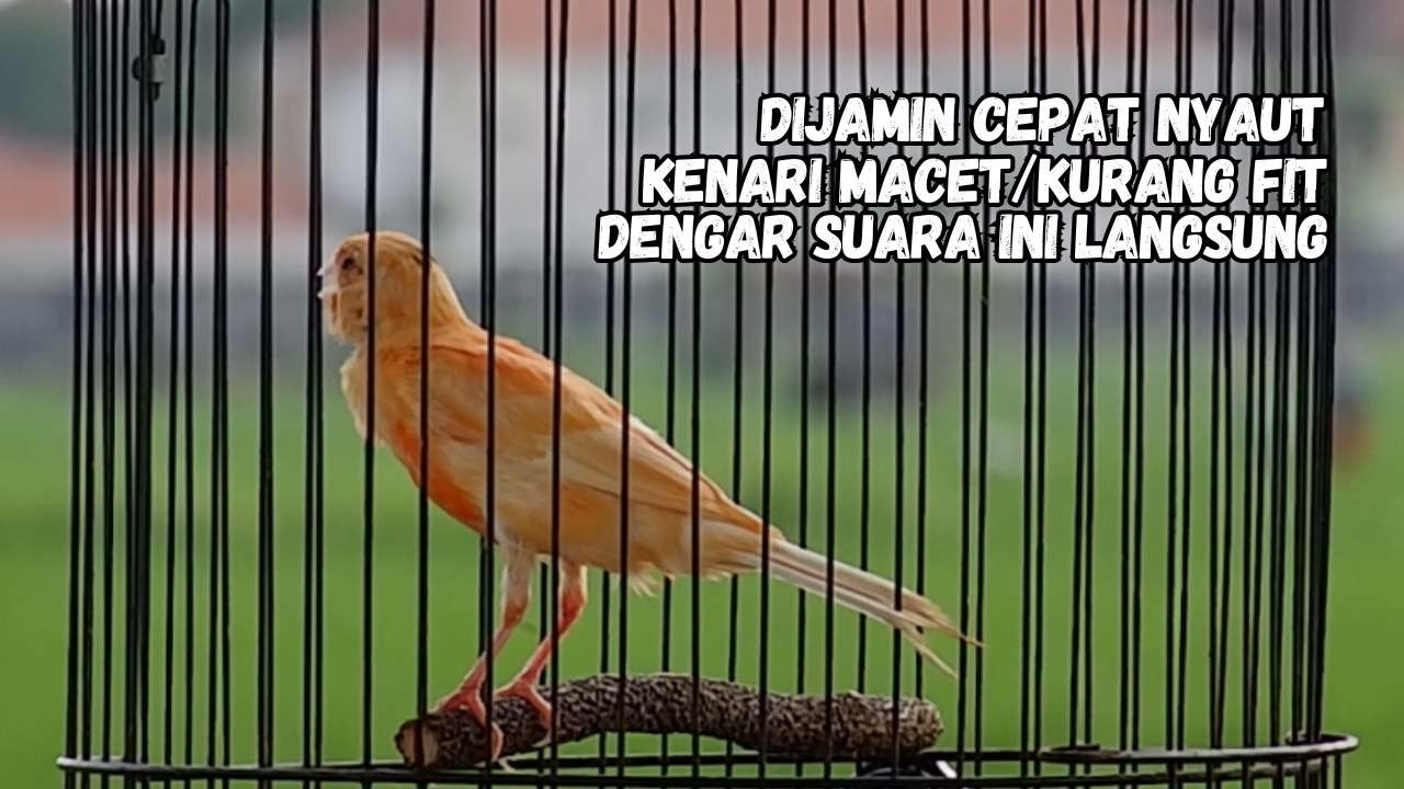 Kenari Gacor Panjang, Pancingan Kenari Paud Belajar Bunyi, Terapi Ampuh Kenari Macet