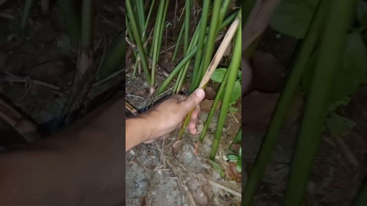 ทำแบบนี้ข่าออกหน่อใหม่เยอะเลย