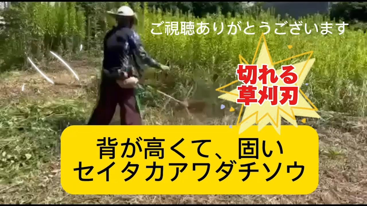 メルカリだけで販売中、良く切れる草刈り刃、すごく切れる最強草刈刃、破砕も出来るアラ・キッチーのキッチカッターで、背が高くて固いセイタカアワダチソウを切る最強草刈り刃。