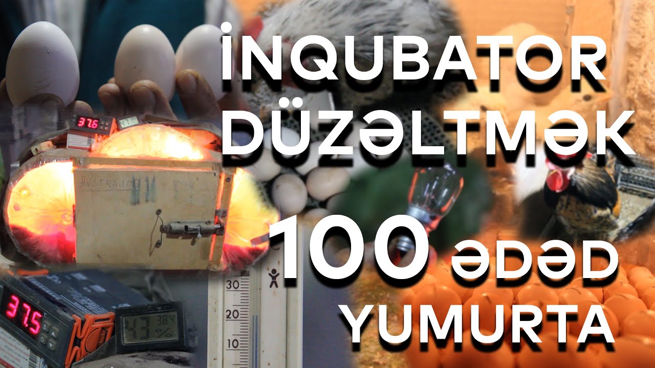 CÜCƏLƏRİN SAĞLAM QİDALANMASININ SİRRİ / İNQUBATOR NECƏ HAZIRLANMALI