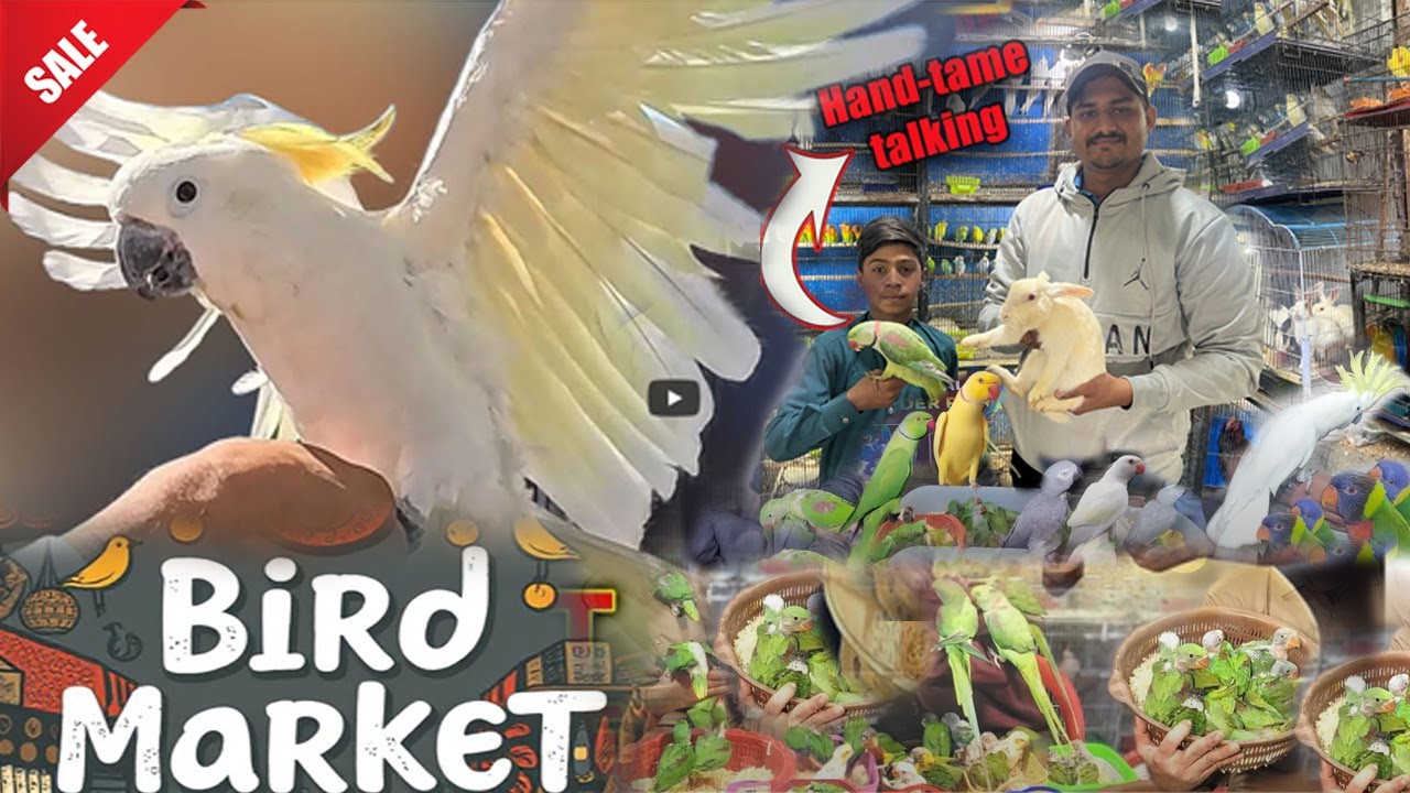 Ramadan offers on Exotic birds | Birds and parrots market | Bird market of Faisalabad
