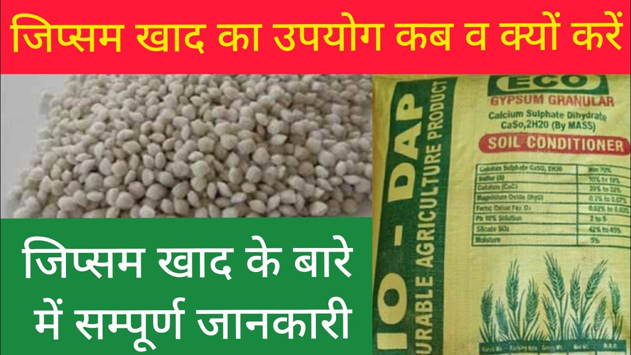 किसान खेतों में जिप्सम क्यों डालते हैं||जिप्सम खाद के बारे में सम्पूर्ण जानकारी||Gypsum fertilizer