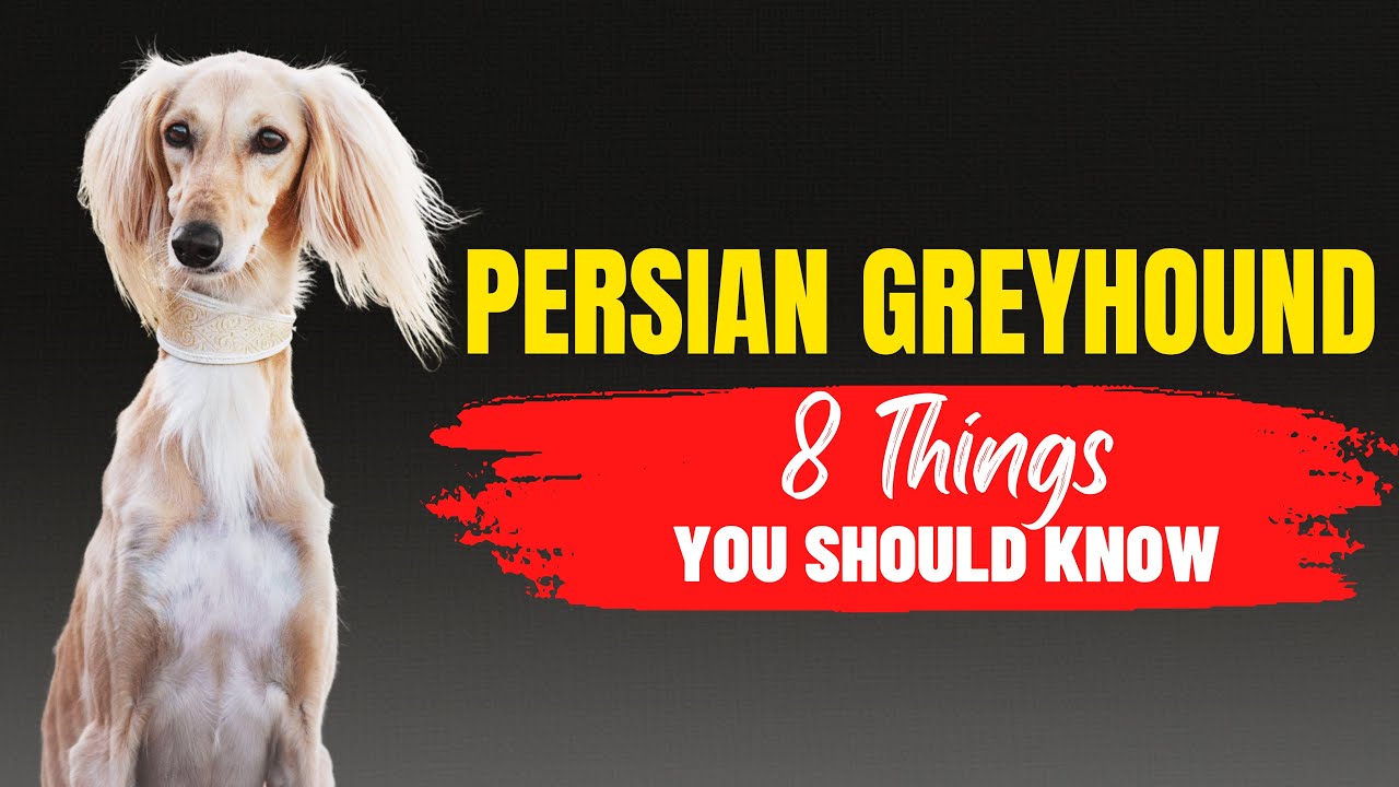 8 Things to keep in mind before adopting Saluki or Persian Greyhound