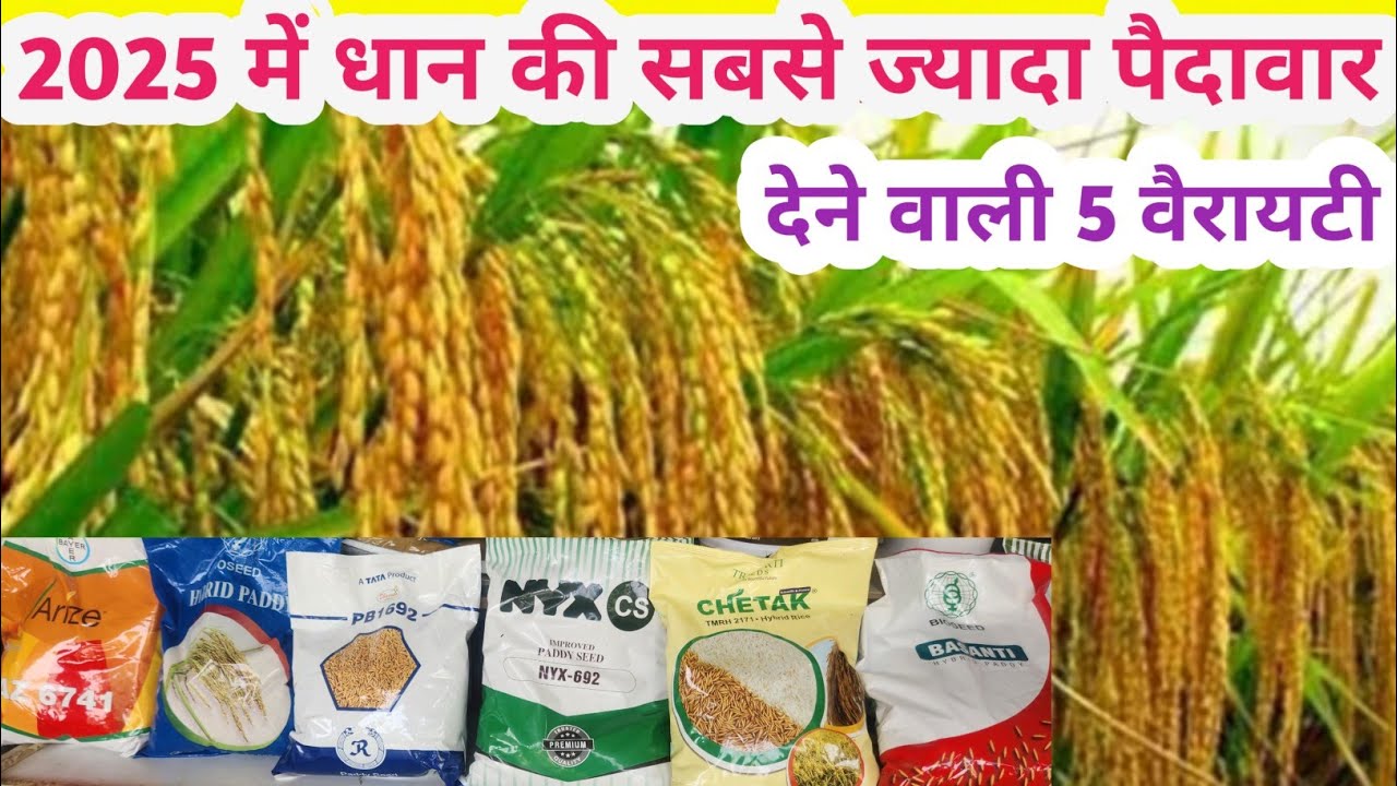 2025 में धान की सबसे ज्यादा पैदावार देने वाली 5 वैरायटी   ॥ DHAN ki Top Variety 2025 ॥ DHAN Ki Kheti