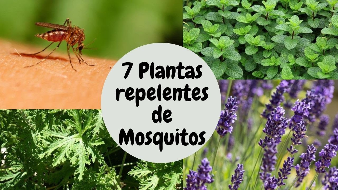 PLANTAS REPELENTES DE MOSQUITOS