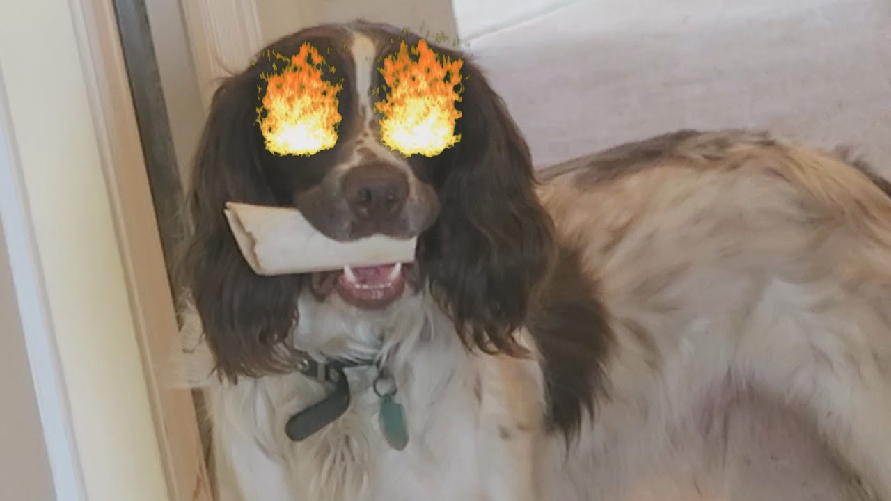 DEMON DOG!!