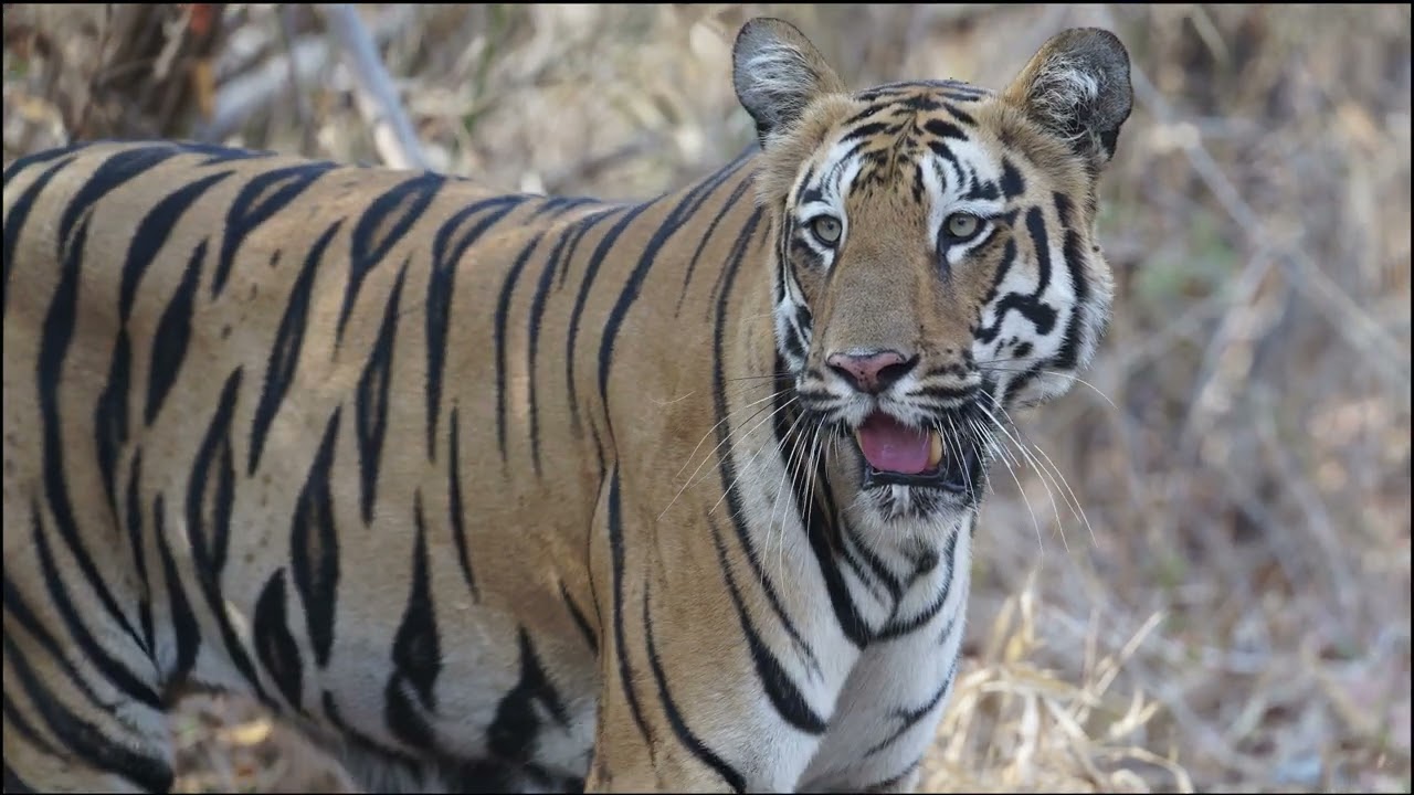 Tiger walking towards a water hole in Tadoba National Park, India