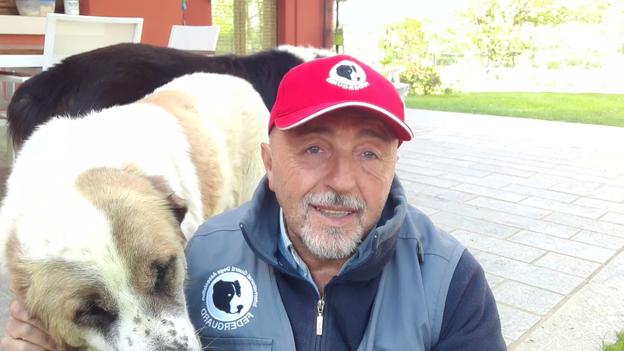 CANI DA GUARDIA: Come si comportano i genitori?