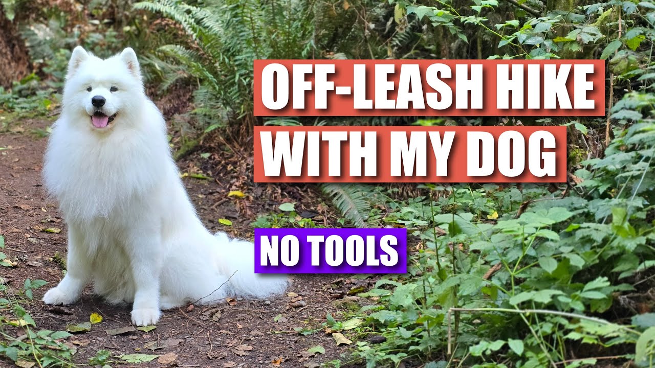 Off-Leash Hike with Our Samoyed Dog | Vlog
