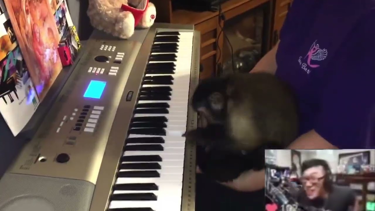 THAT MONKEY IS OVERSTREAMING ON THE PIANO!!!