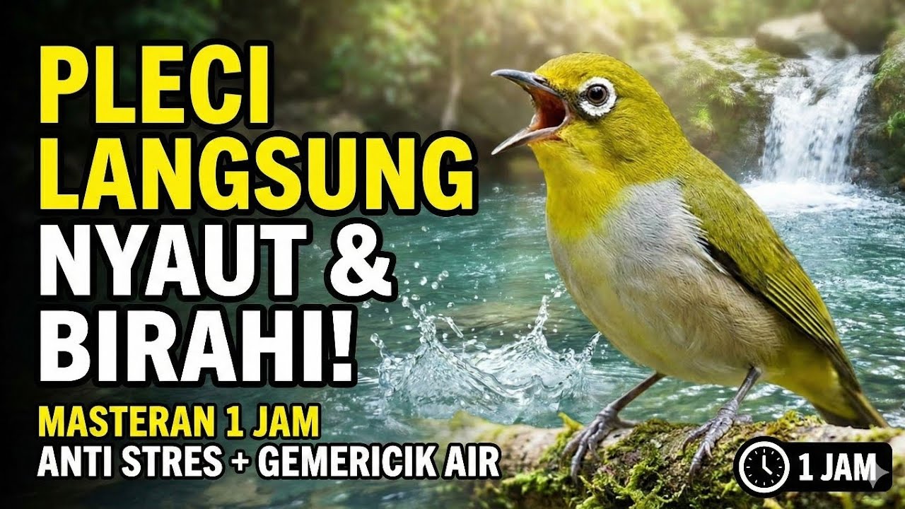 MASTERAN PLECI 1 JAM — Suara Jernih Bikin Cepat Gacor & Ngeplong!