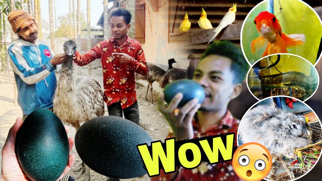 Emu Sorai, 🦤 আৰু Aquarium 🐠 | Emu Sorair Koni, Rabbits | Pet Lover Vlog 