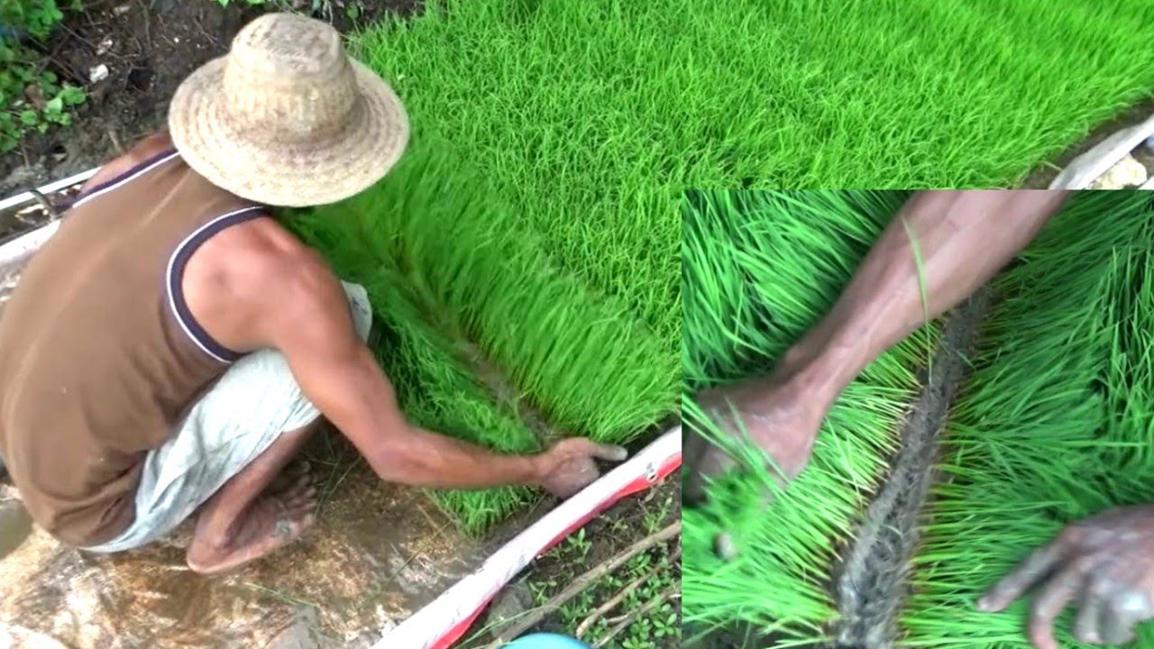 bagaimana mereka melakukan pemotongan pada persemaian padi seperti ini!!! 👉BEGINI CARA SAYA..!!!
