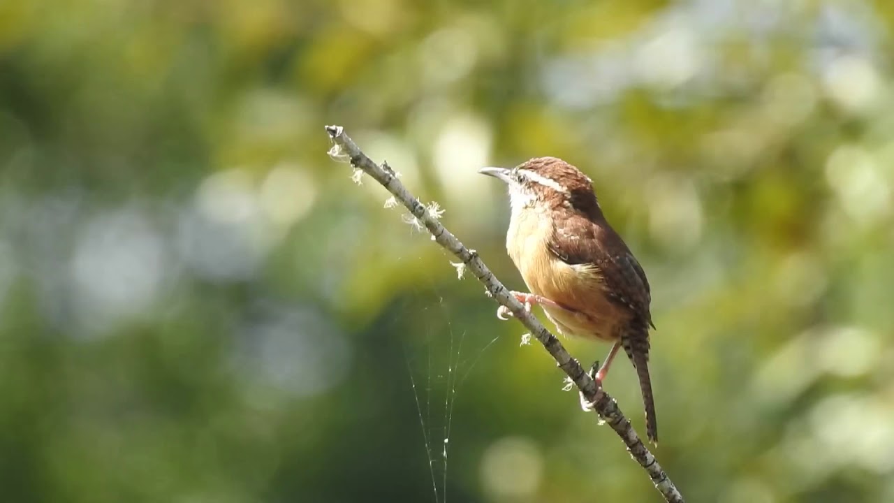 Carolina Wren Calling
