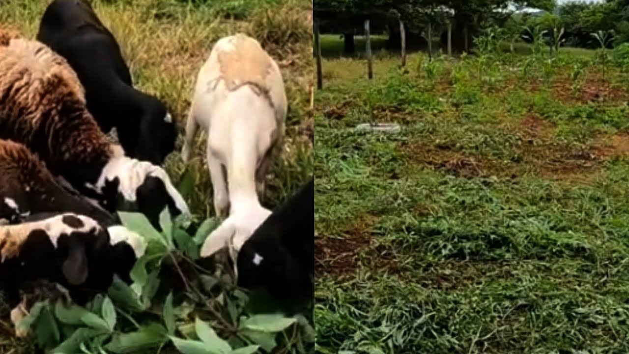 CAPINEI O POMAR TODO E COMEMOREI COM BEIJOS