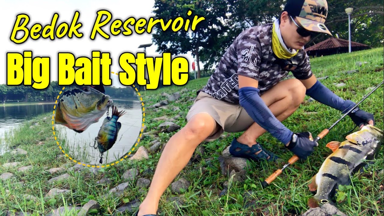 Big Bait Style Fishing at Bedok Reservoir | Jointed Swimbait | 大泳饵路亚钓帝王三间孔雀鲈 ！ 怎样钓？ 那里钓？