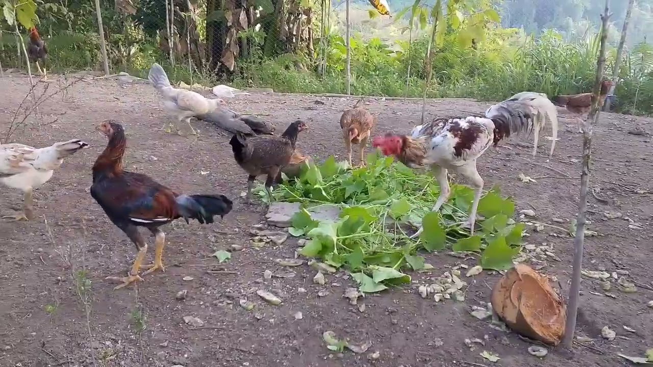 TIPS PARA MAKA TIPID SA PAGKAIN NG MANOK #freerangechickens #nativechicken #chicken 
