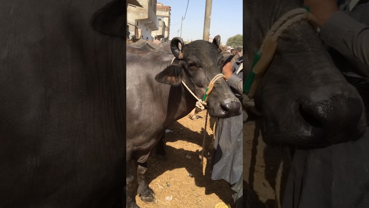 Sindhi Bhanis Mandi #viral #animalfarming #animal #buffalo #milkingbuffalo