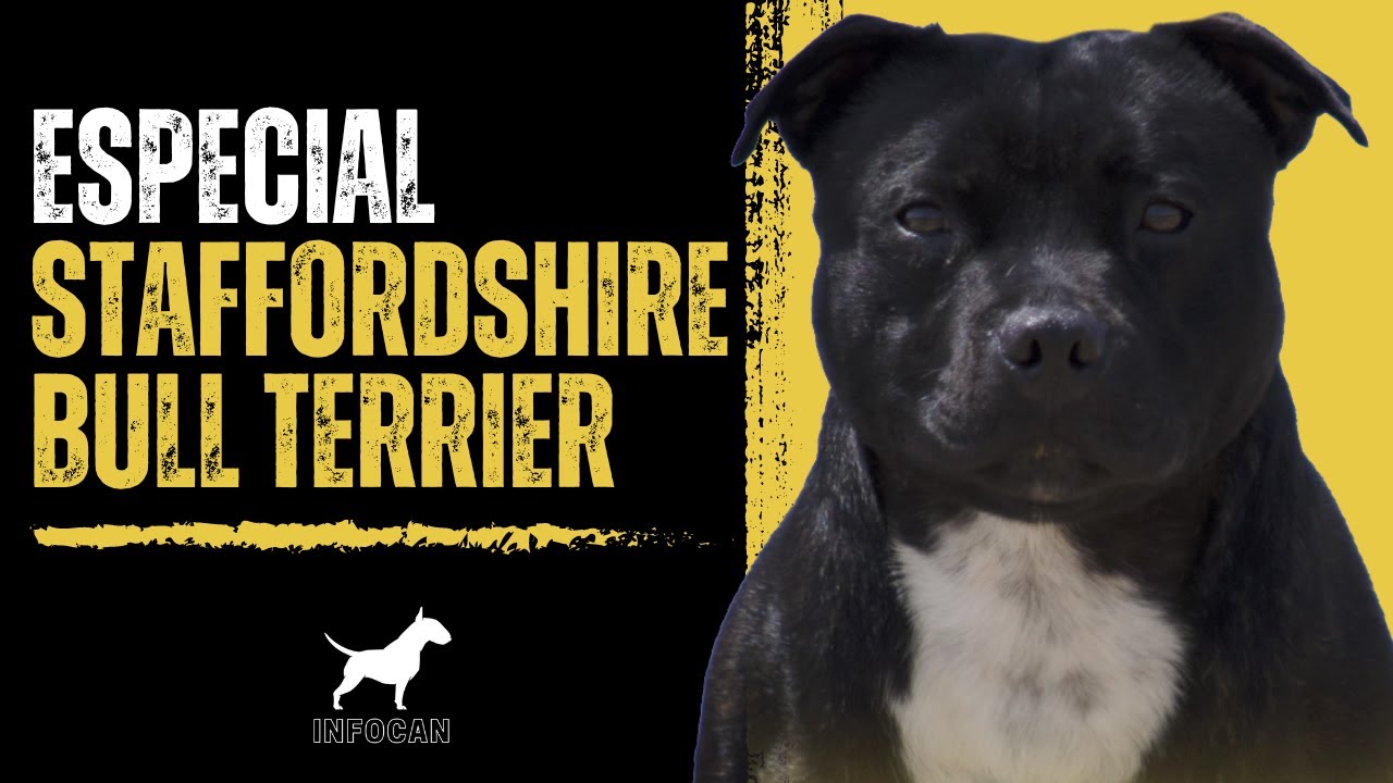 Descubre al pequeño gigante: Staffordshire Bull Terrier, la raza canina más asombrosa