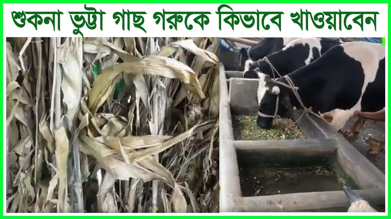 কিভাবে শুকনা ভুট্টা গাছ দিয়ে গো খাদ্য তৈরি করবেন। Krishi o Krishok