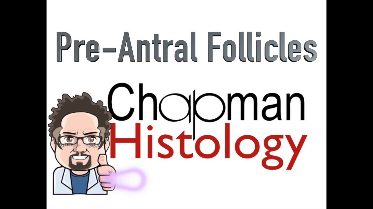 3 Min Histology - Pre-Antral Follicles