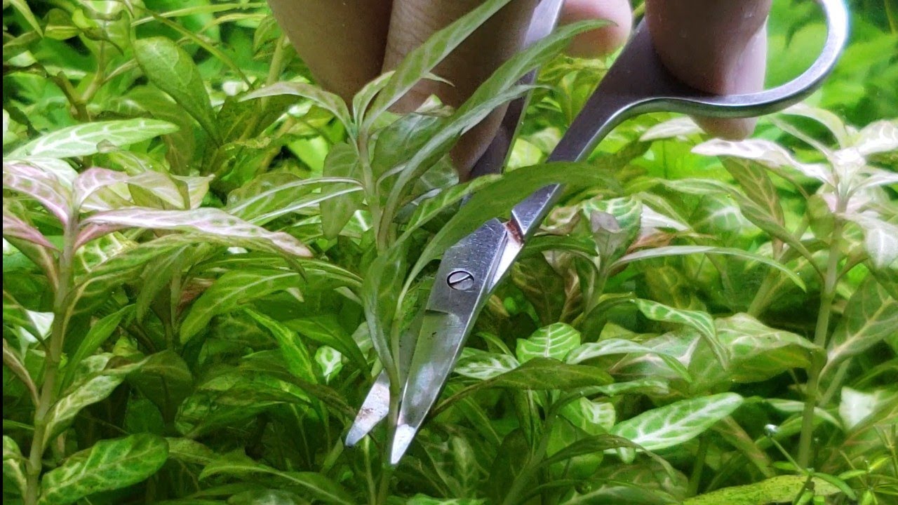 ¿🌿COMO PODO MIS PLANTAS DE TALLO🌿? AcuariosPlantados100x35
