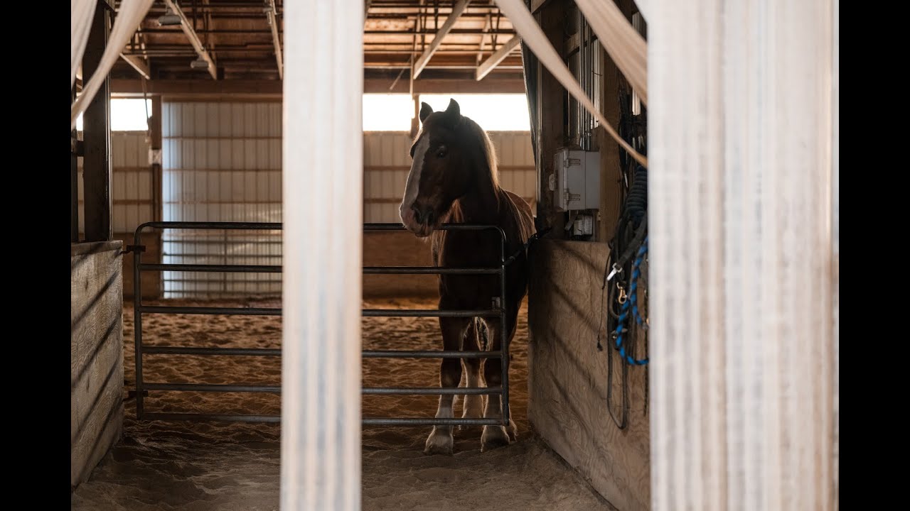 Columbus Division of Police Spotlight Series - the Mounted Unit