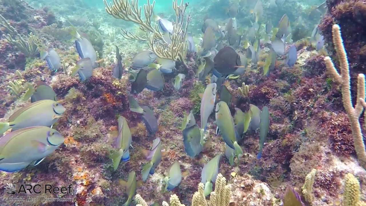 Ocean Surgeon Fish, Blue Tangs, and Parrot Fish in Same School Eating Algae