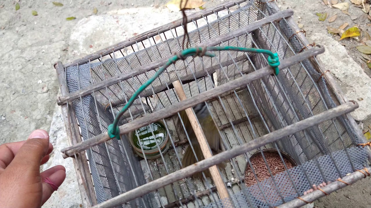 cómo amansar un ave recién capturado eficazmente 1ra parte