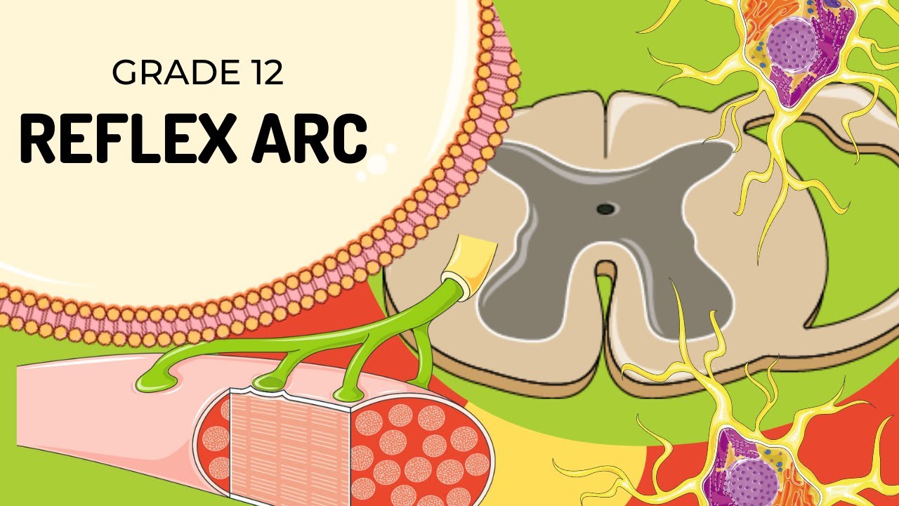 Легко понять | REFLEX ARC